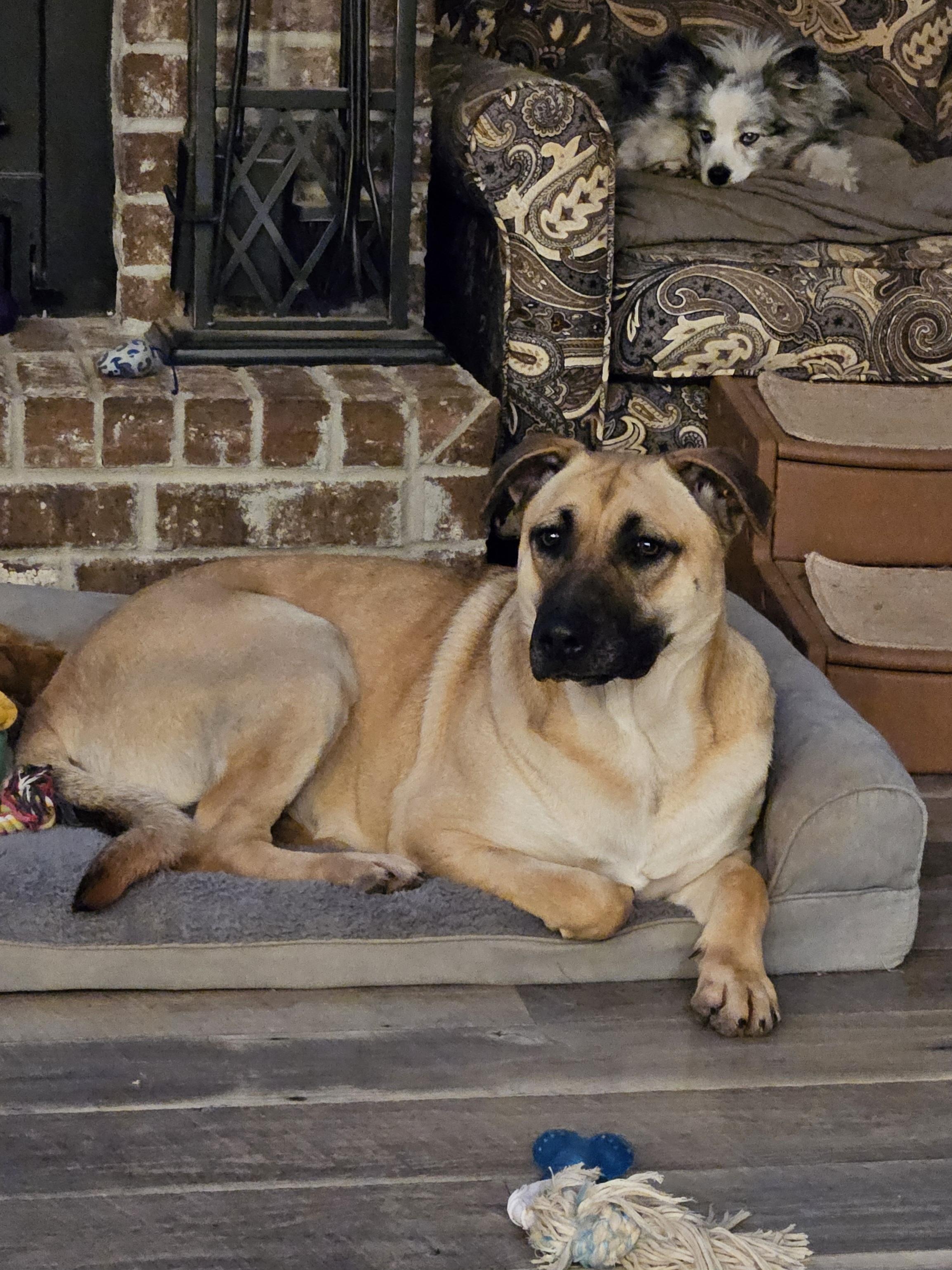 Sissy, Adoptable, Adult Female Mountain Cur.