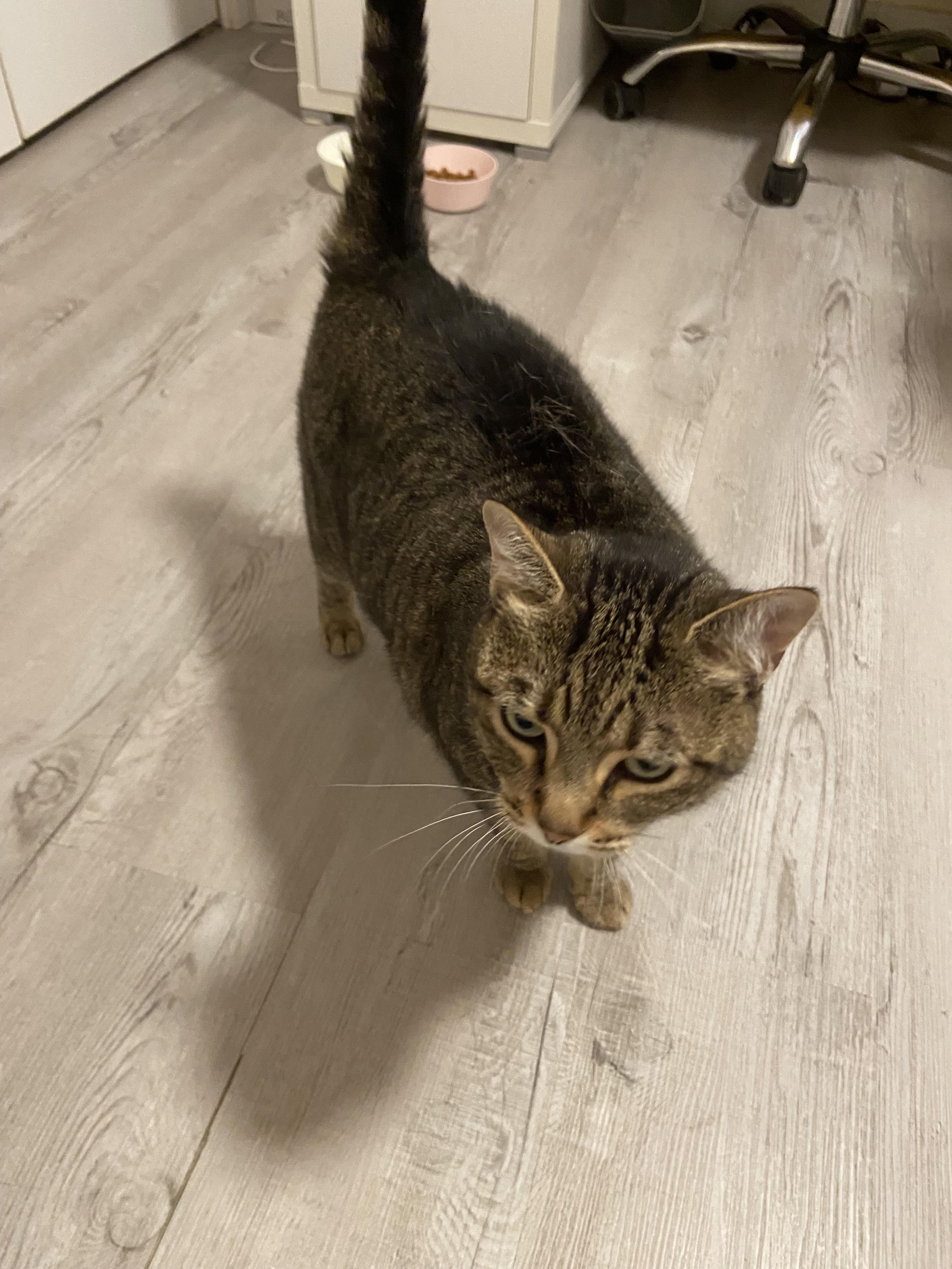 Enlarge 2500, a ADOPTABLE British Shorthair in Surrey, BC image 6/6