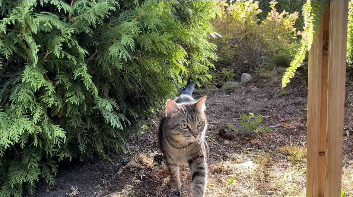 Enlarge 2500, a ADOPTABLE British Shorthair in Surrey, BC image 5/6