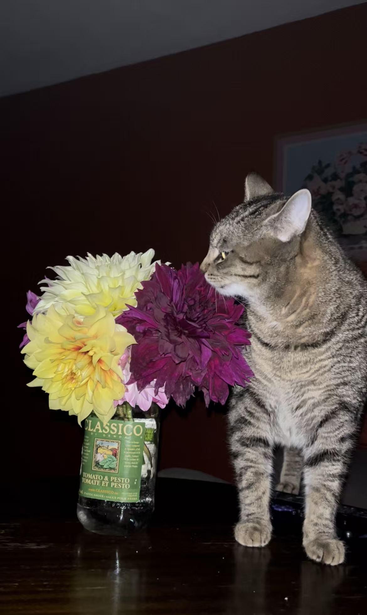 Enlarge 2500, a ADOPTABLE British Shorthair in Surrey, BC image 2/6