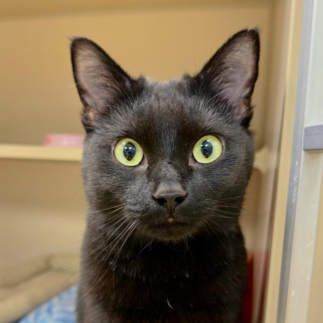 Petunia, Adoptable, Young Female Domestic Short Hair.