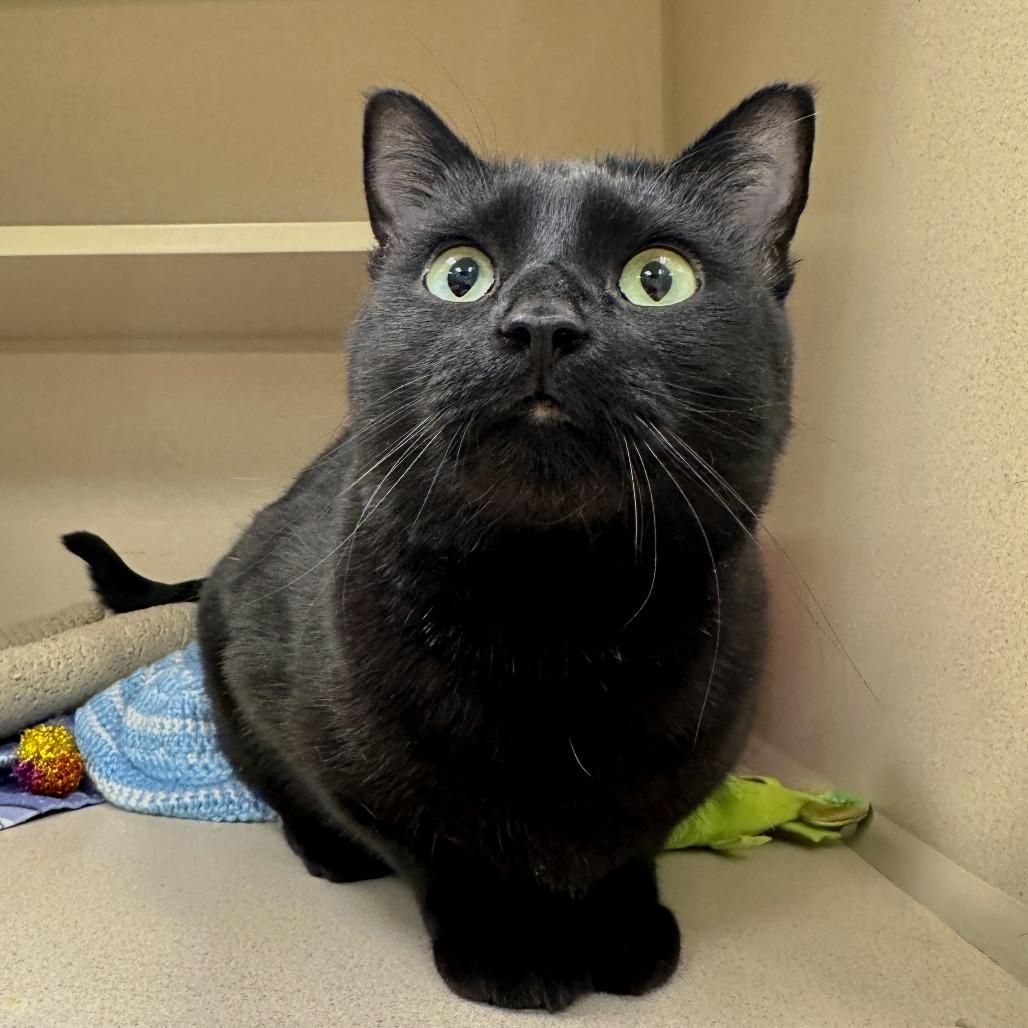 Enlarge Petunia, a Adoptable Domestic Short Hair in Durango, CO image 2/6