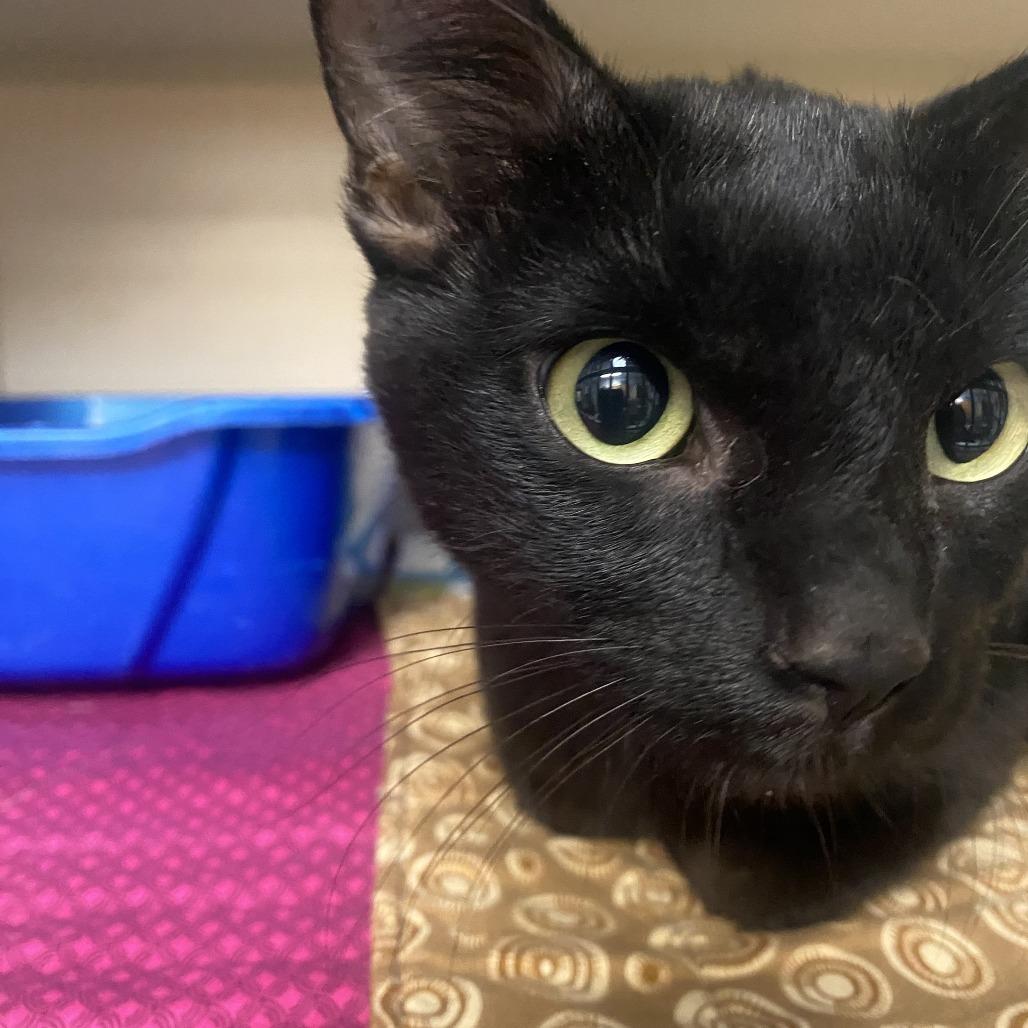 Enlarge Petunia, a Adoptable Domestic Short Hair in Durango, CO image 3/6