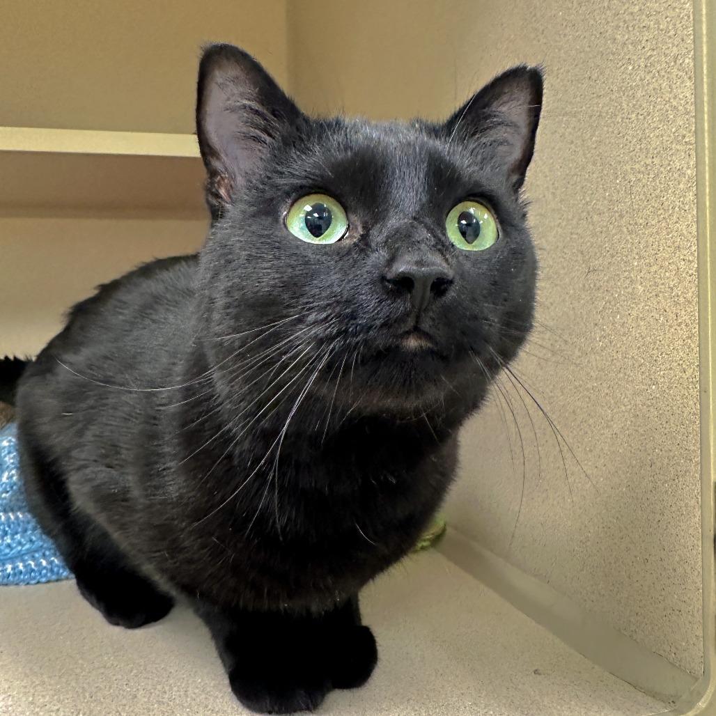 Enlarge Petunia, a Adoptable Domestic Short Hair in Durango, CO image 4/6