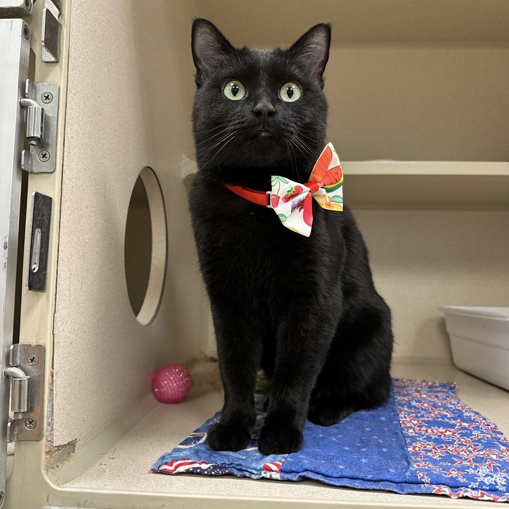 Enlarge Petunia, a Adoptable Domestic Short Hair in Durango, CO image 5/6