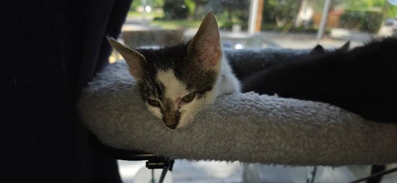 Lazoolee, Adoptable, Young Male Domestic Short Hair.