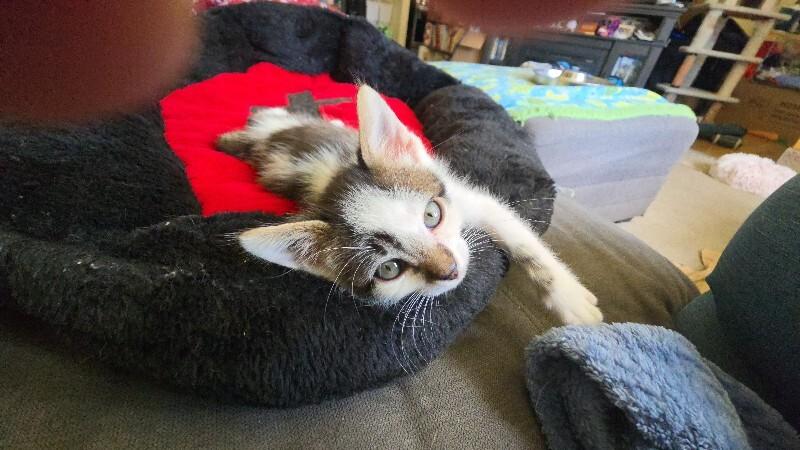 Enlarge Lazoolee, a Adoptable Domestic Short Hair in Kennewick, WA image 2/4