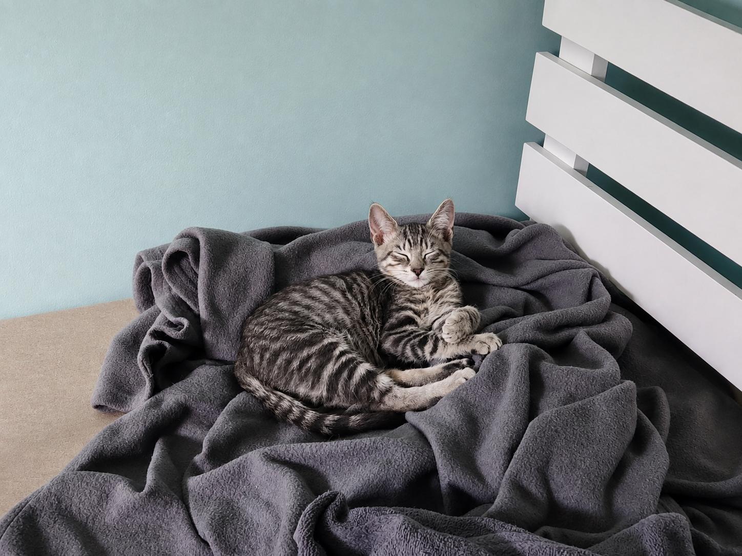 Enlarge Winston, an adopted Tabby in Logansport, IN image 2/2