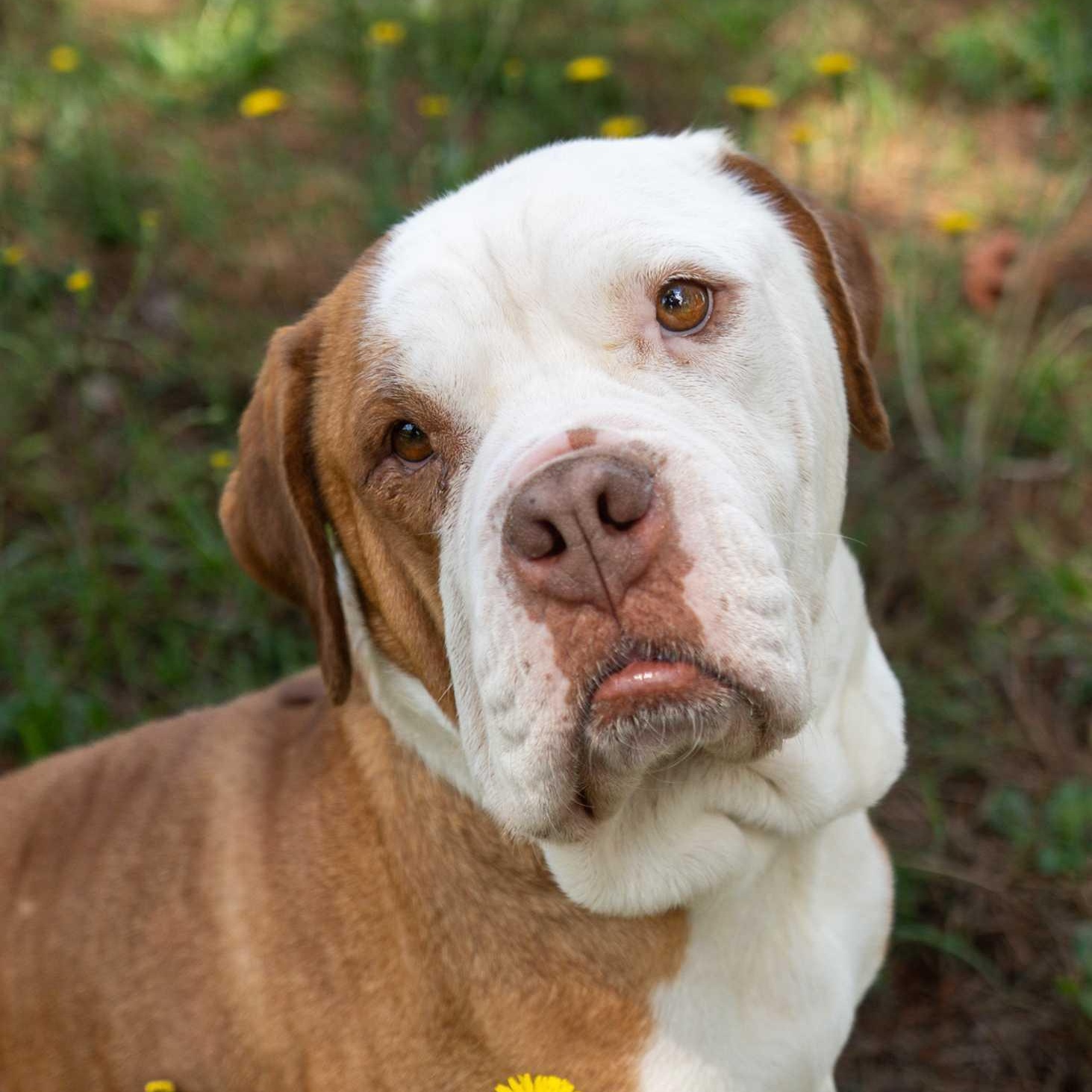 Enlarge Lola 55924, a ADOPTABLE mixed breed in Aiken, SC image 1/1