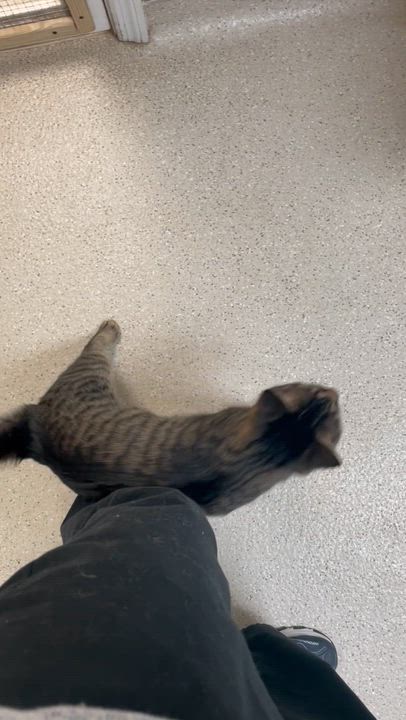 Enlarge Gia, a ADOPTABLE Domestic Short Hair in Cincinnati, OH video 4/5