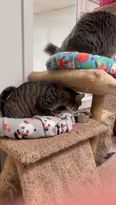 Enlarge Gia, a ADOPTABLE Domestic Short Hair in Cincinnati, OH video 5/5