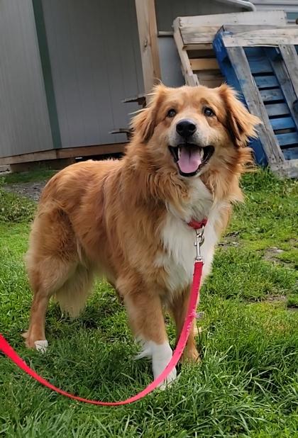 Remy, Adoptable, Adult Male Australian Shepherd & Mixed Breed.