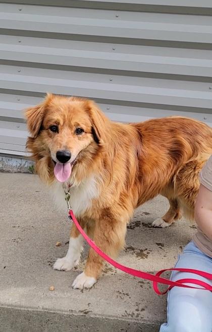 Enlarge Remy, a Adoptable mixed breed in Elmira, NY image 2/2