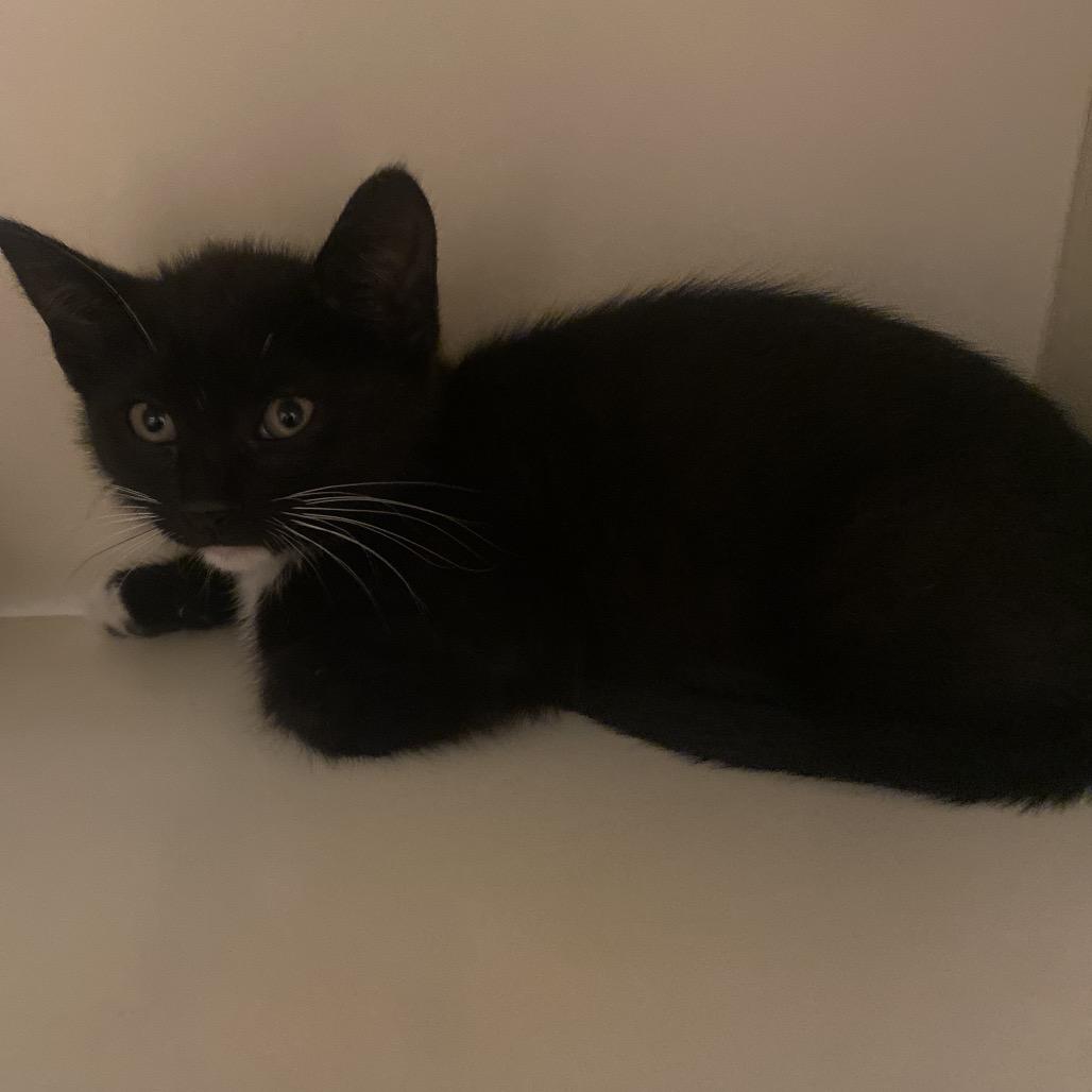 Kenai, Adoptable, Kitten Male Domestic Short Hair.