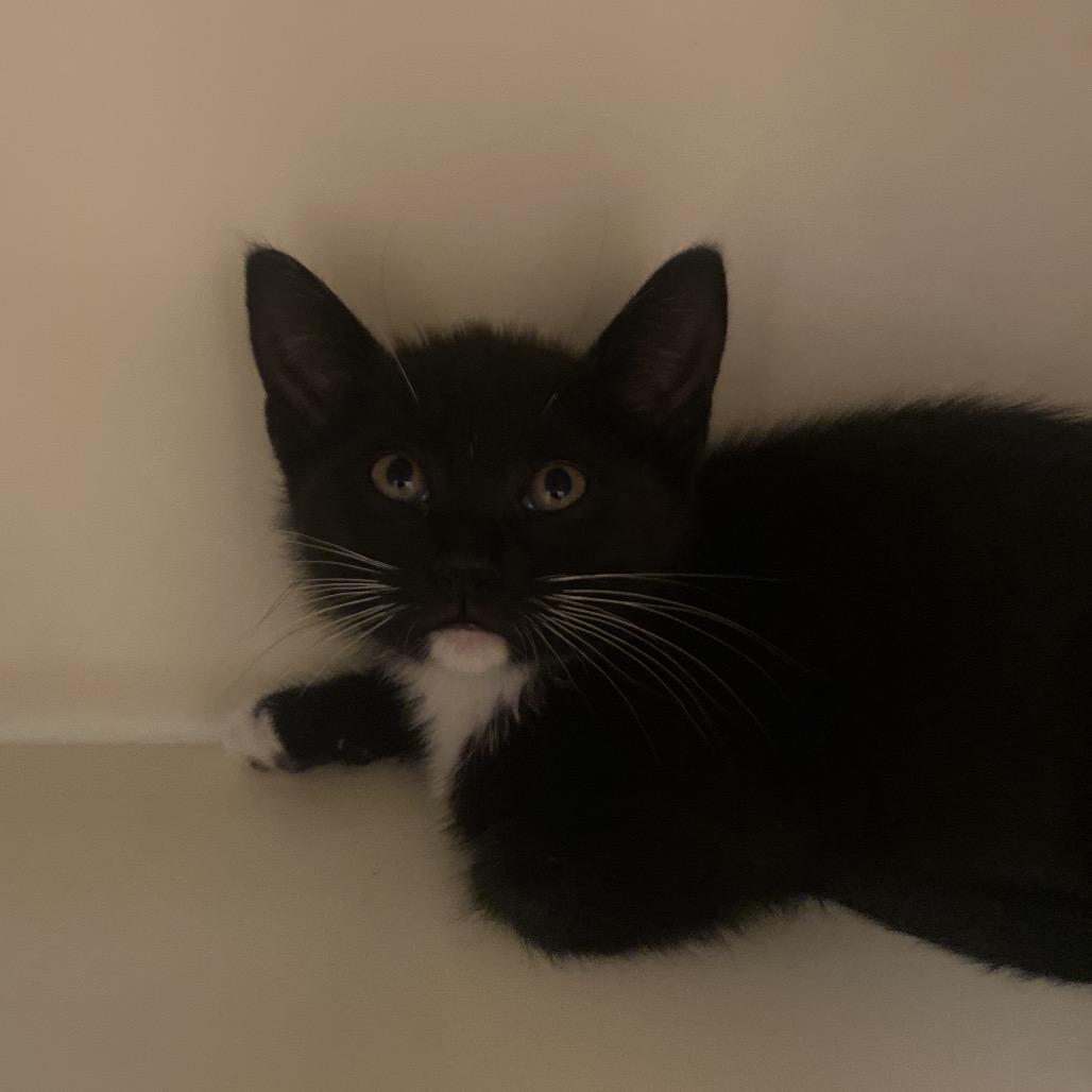 Kenai, a Adoptable Domestic Short Hair in Dayton, OH image 2/2