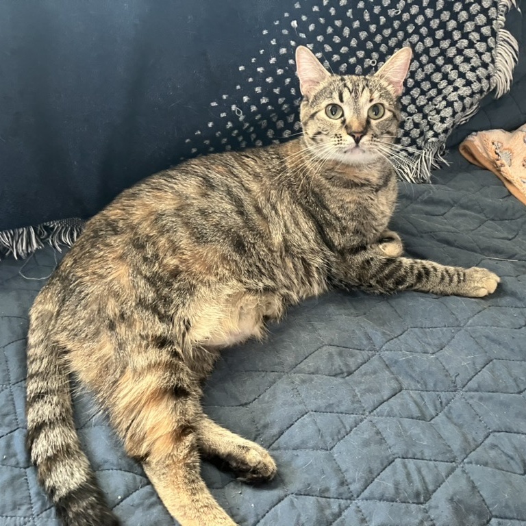 Greta, an adoptable Domestic Short Hair in Unionville, MO, 63565 | Photo Image 3