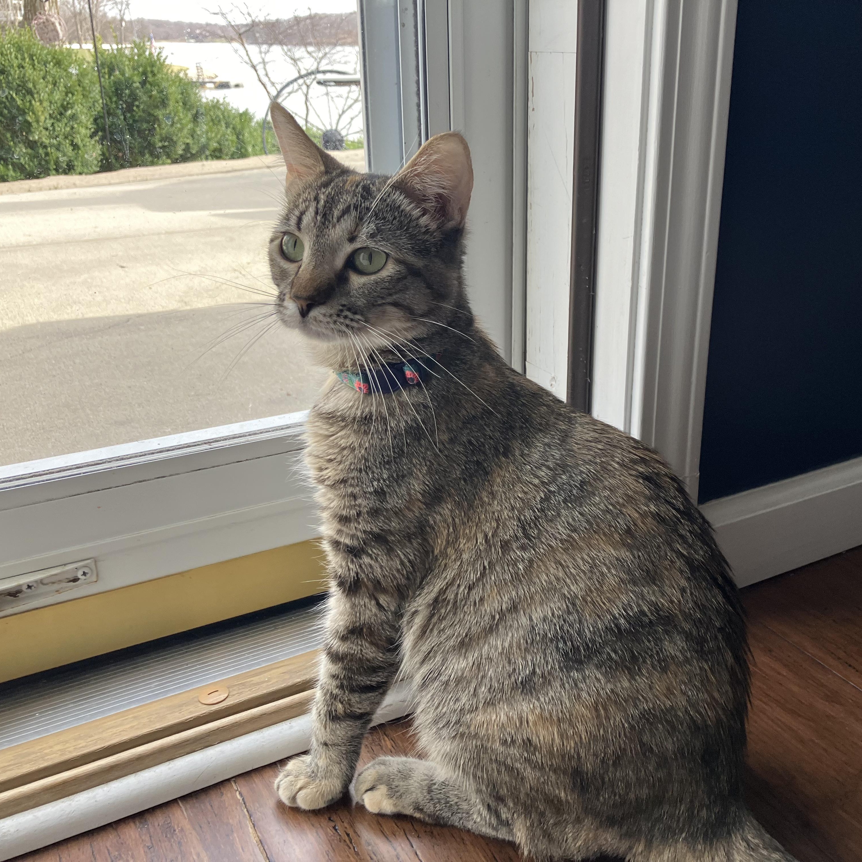 Greta, an adoptable Domestic Short Hair in Unionville, MO, 63565 | Photo Image 2