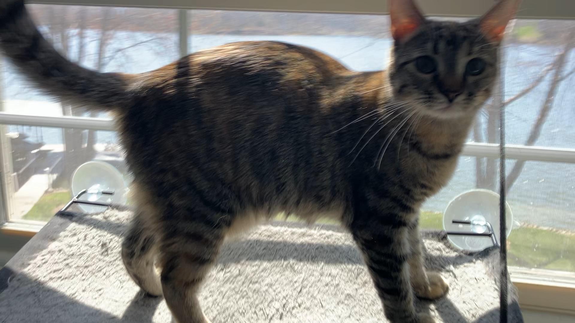 Greta, an adoptable Domestic Short Hair in Unionville, MO, 63565 | Photo Image 4