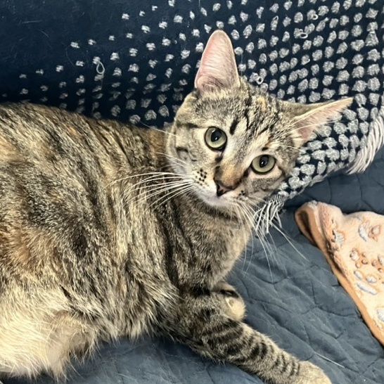 Greta, an adoptable Domestic Short Hair in Unionville, MO, 63565 | Photo Image 1