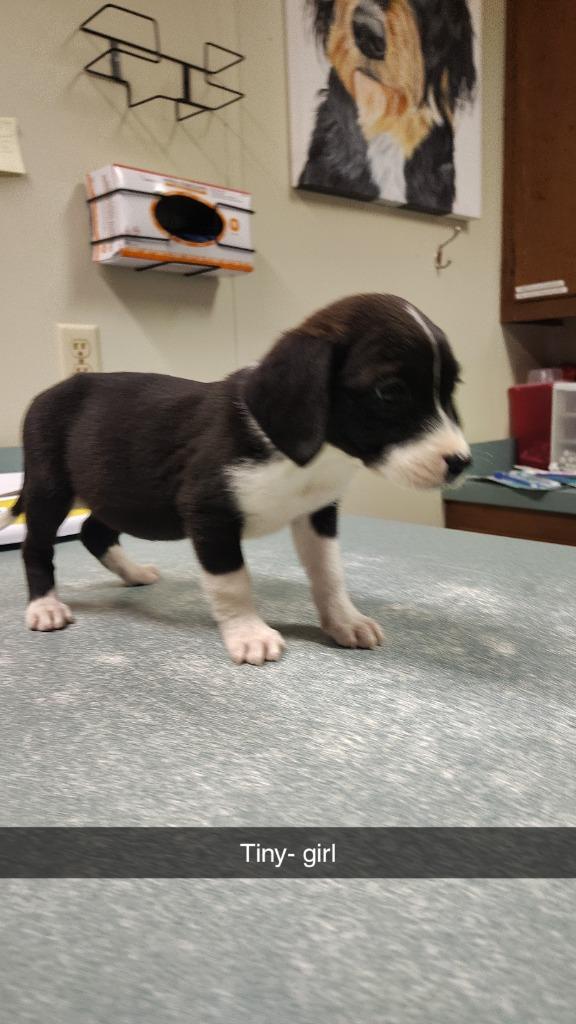 Tiny, Adoptable, Puppy Female Catahoula Leopard Dog & Mixed Breed.