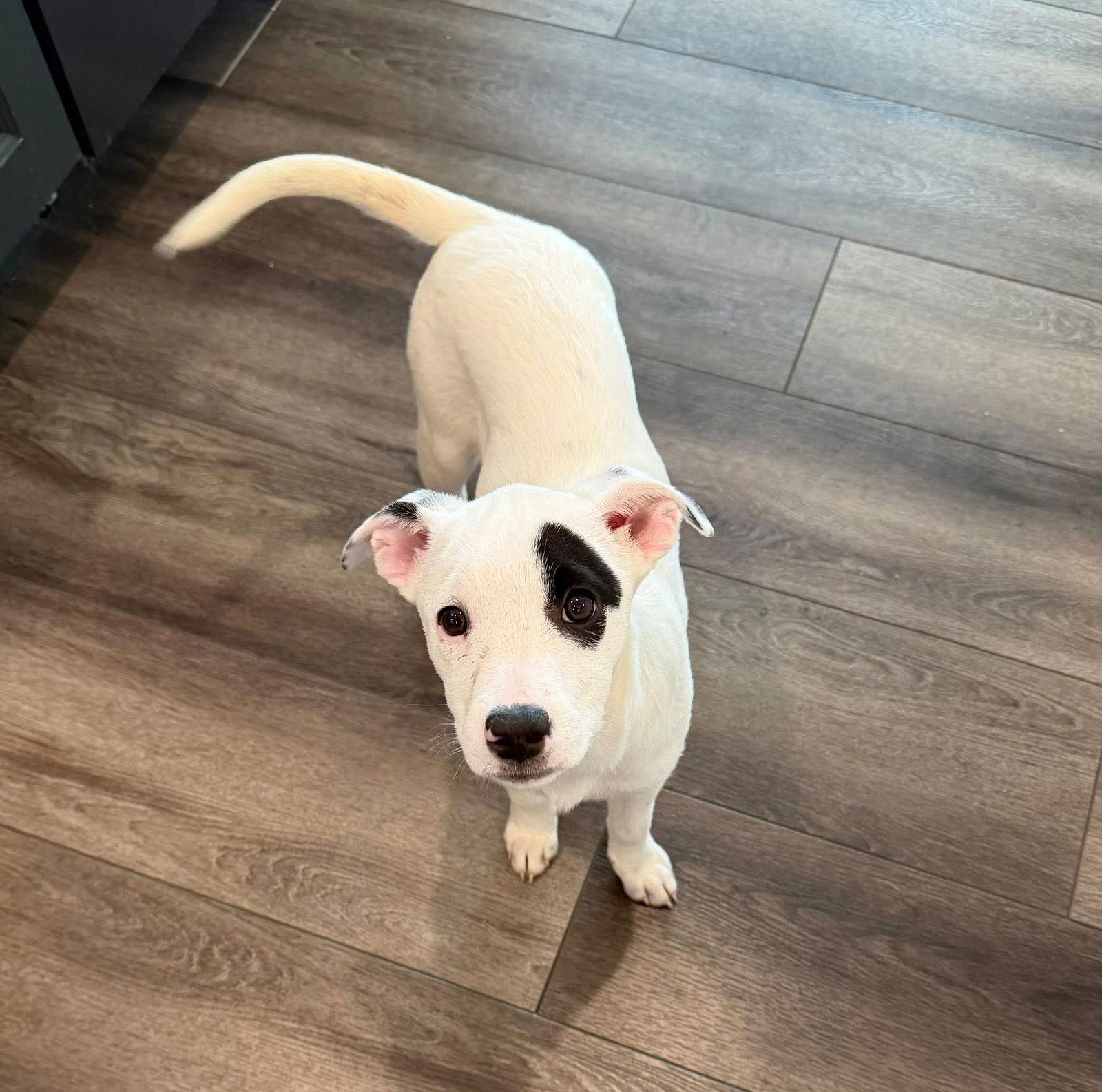 Siri — thumbnail 2