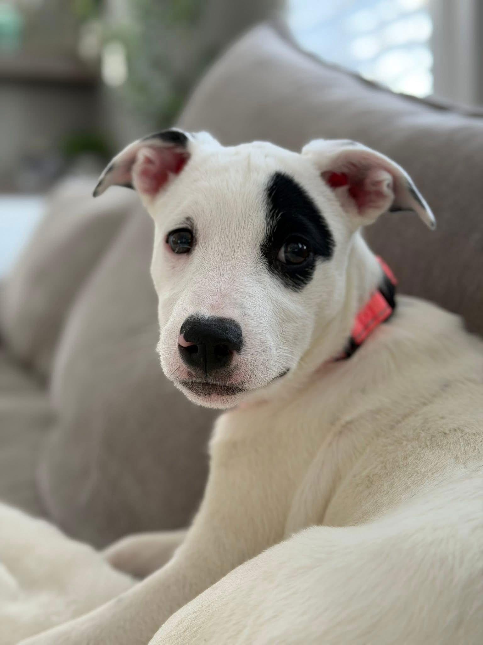 Siri — thumbnail 3