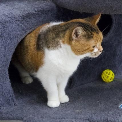 Daisy Mae, Adoptable, Adult Female Domestic Short Hair.