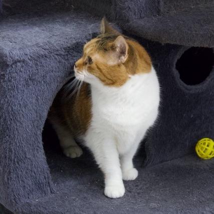 Enlarge Daisy Mae, a Adoptable Domestic Short Hair in Delta, AL image 2/4