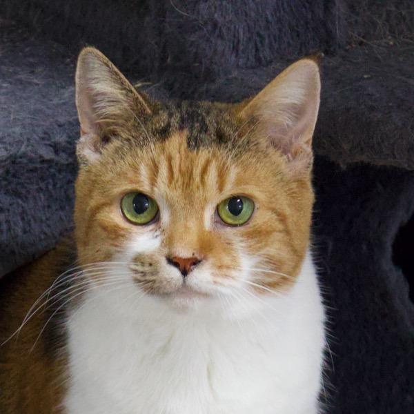 Enlarge Daisy Mae, a Adoptable Domestic Short Hair in Delta, AL image 3/4