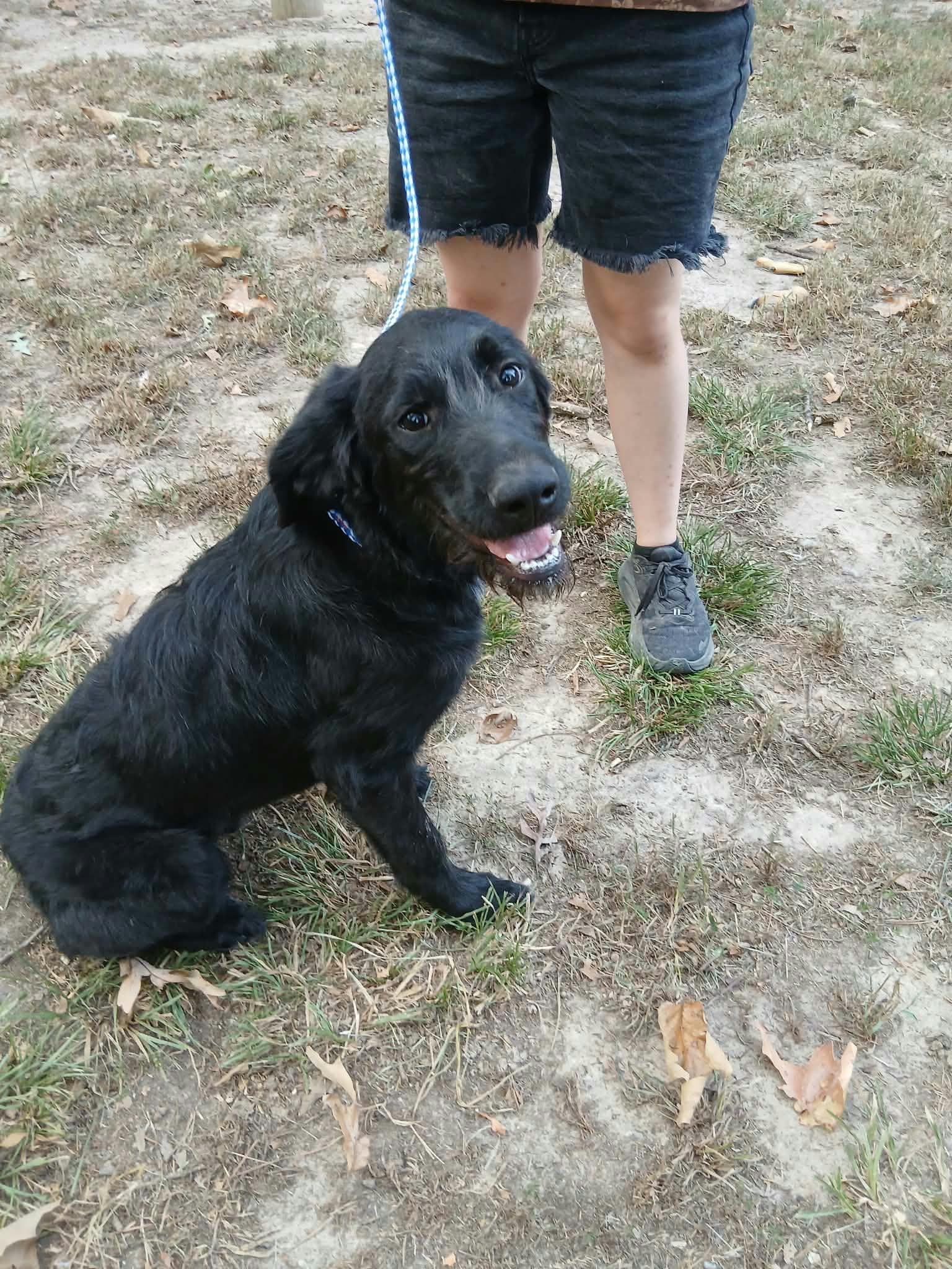 Enlarge Sleepy, a Adoptable mixed breed in bauxite, AR image 3/4