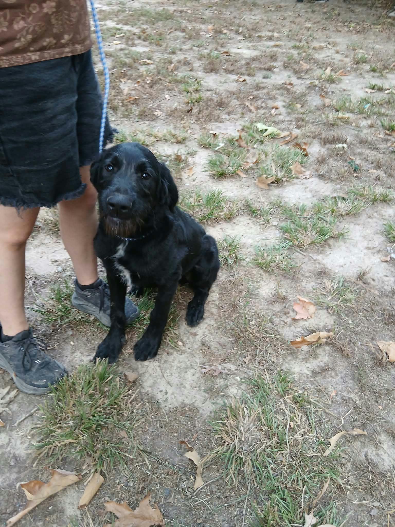 Enlarge Sleepy, a Adoptable mixed breed in bauxite, AR image 2/4