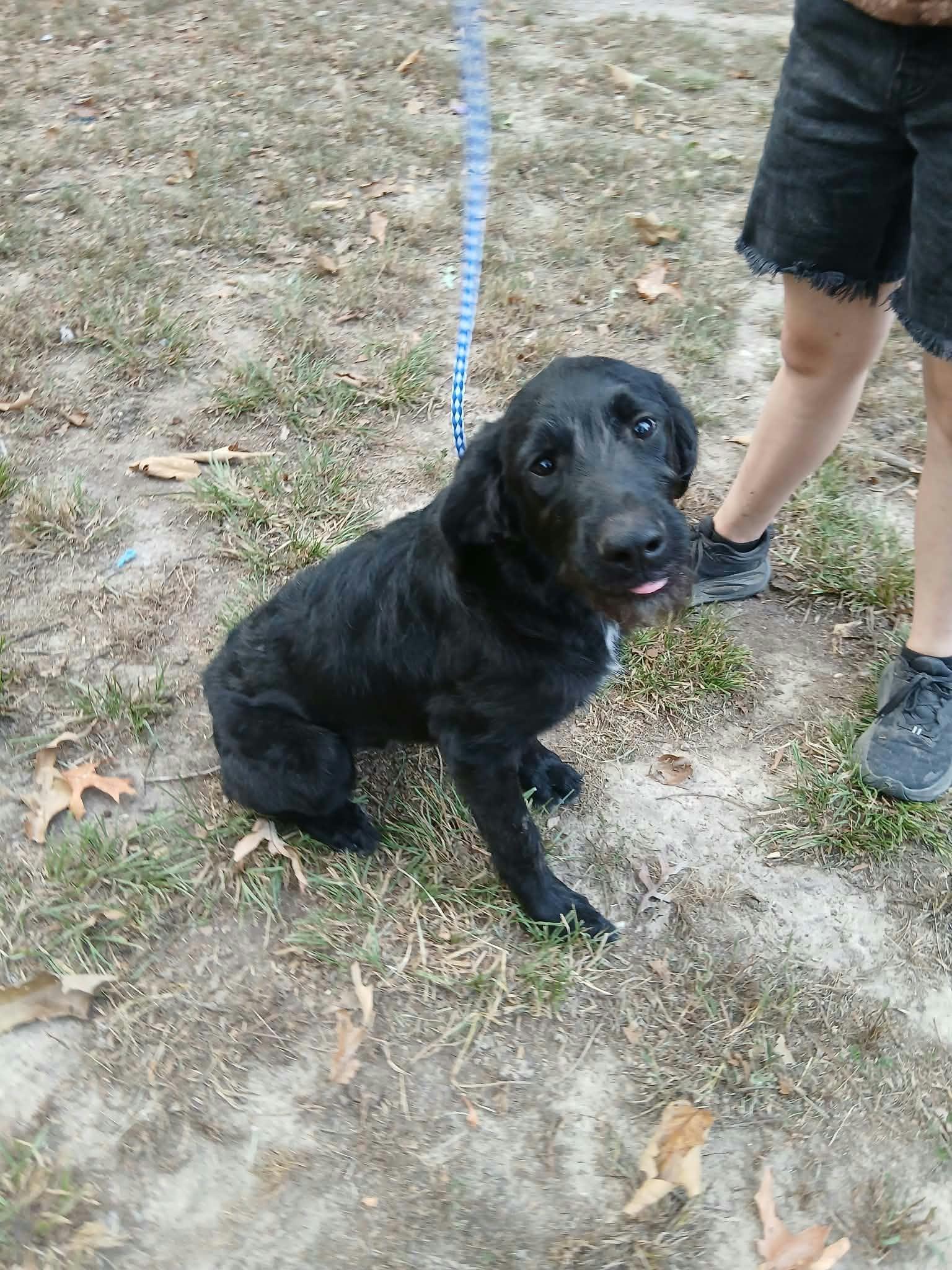 Enlarge Sleepy, a Adoptable mixed breed in bauxite, AR image 4/4