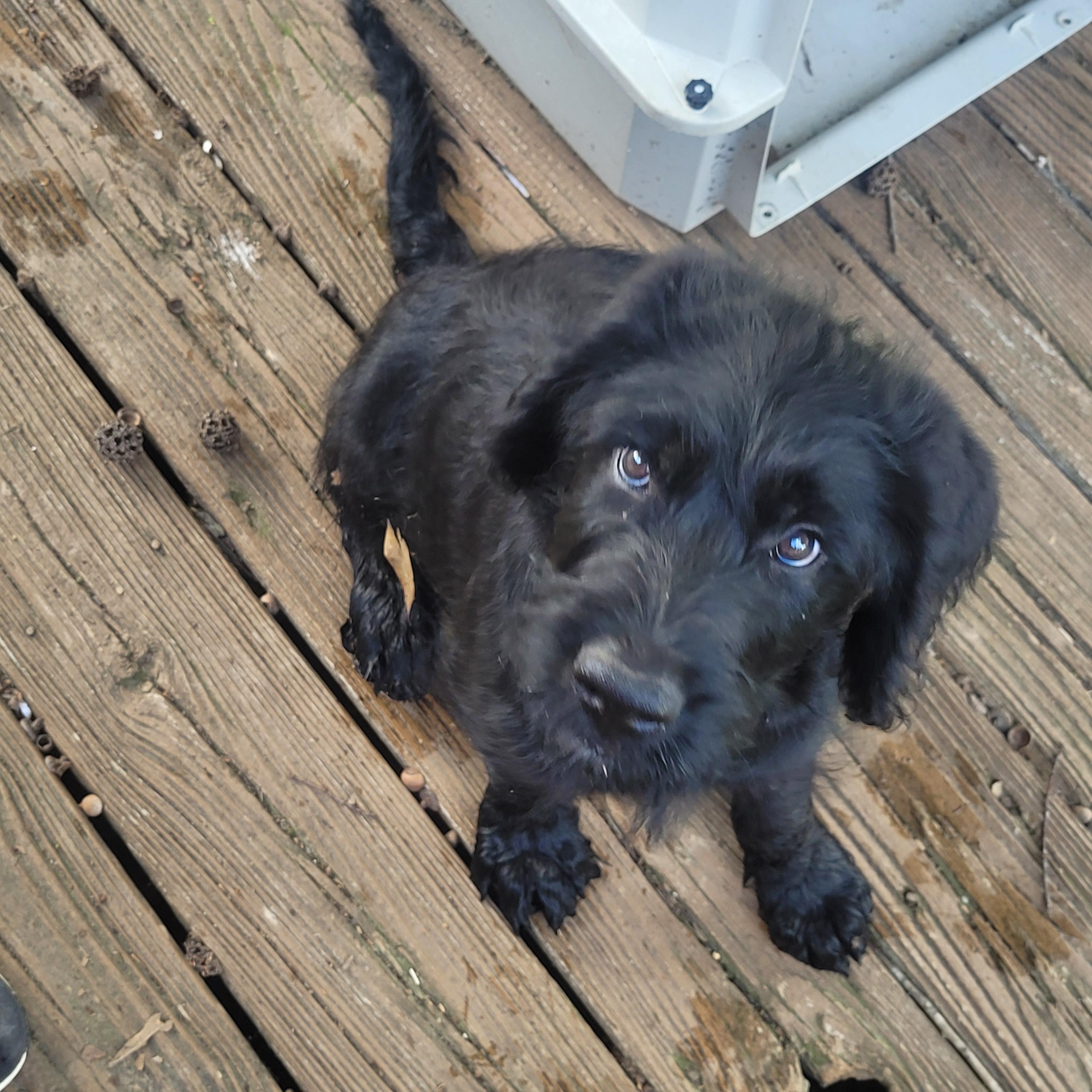 Enlarge Dopey, Grumpy, Sleepy, and Sneezy, a Adoptable mixed breed in bauxite, AR image 2/3