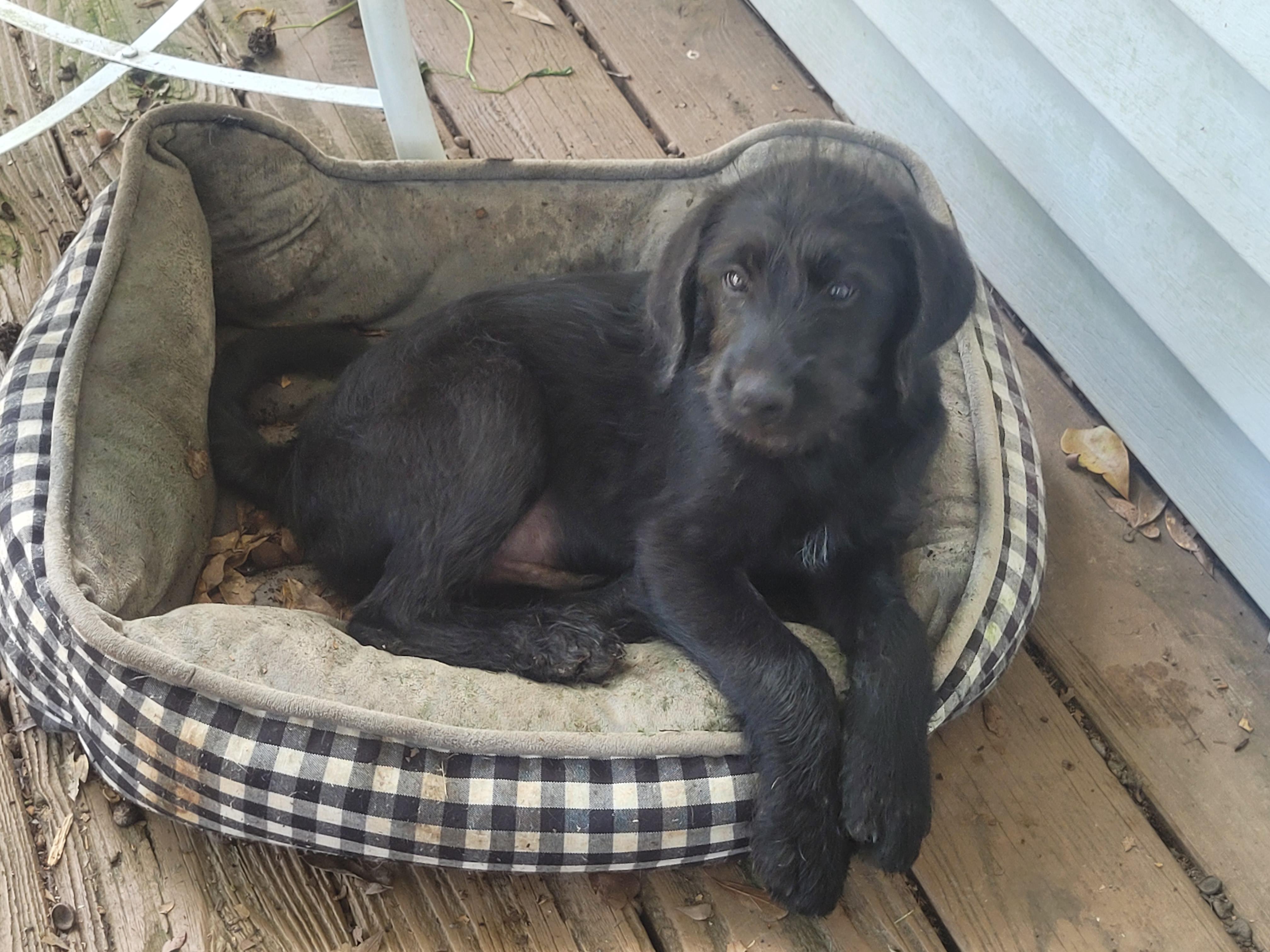 Enlarge Dopey, Grumpy, Sleepy, and Sneezy, a Adoptable mixed breed in bauxite, AR image 3/3