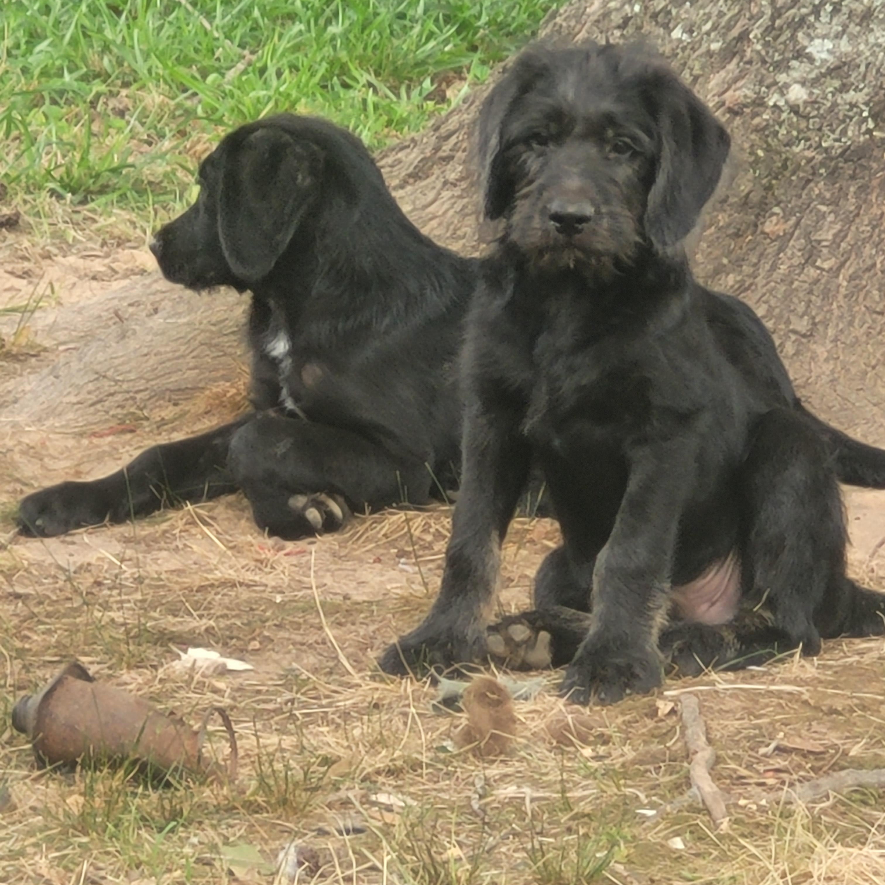 Dopey, Grumpy, Sleepy, and Sneezy, Adoptable, Puppy Male Poodle & Great Pyrenees.
