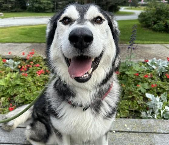 RAIDER, Adoptable, Adult Male Alaskan Malamute & Mixed Breed.