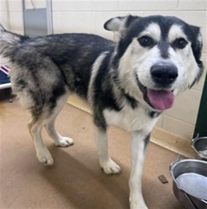 Enlarge RAIDER, a Adoptable mixed breed in Anchorage, AK image 1/1