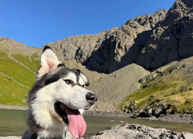 RAIDER, Adoptable, Adult Male Alaskan Malamute & Mixed Breed.