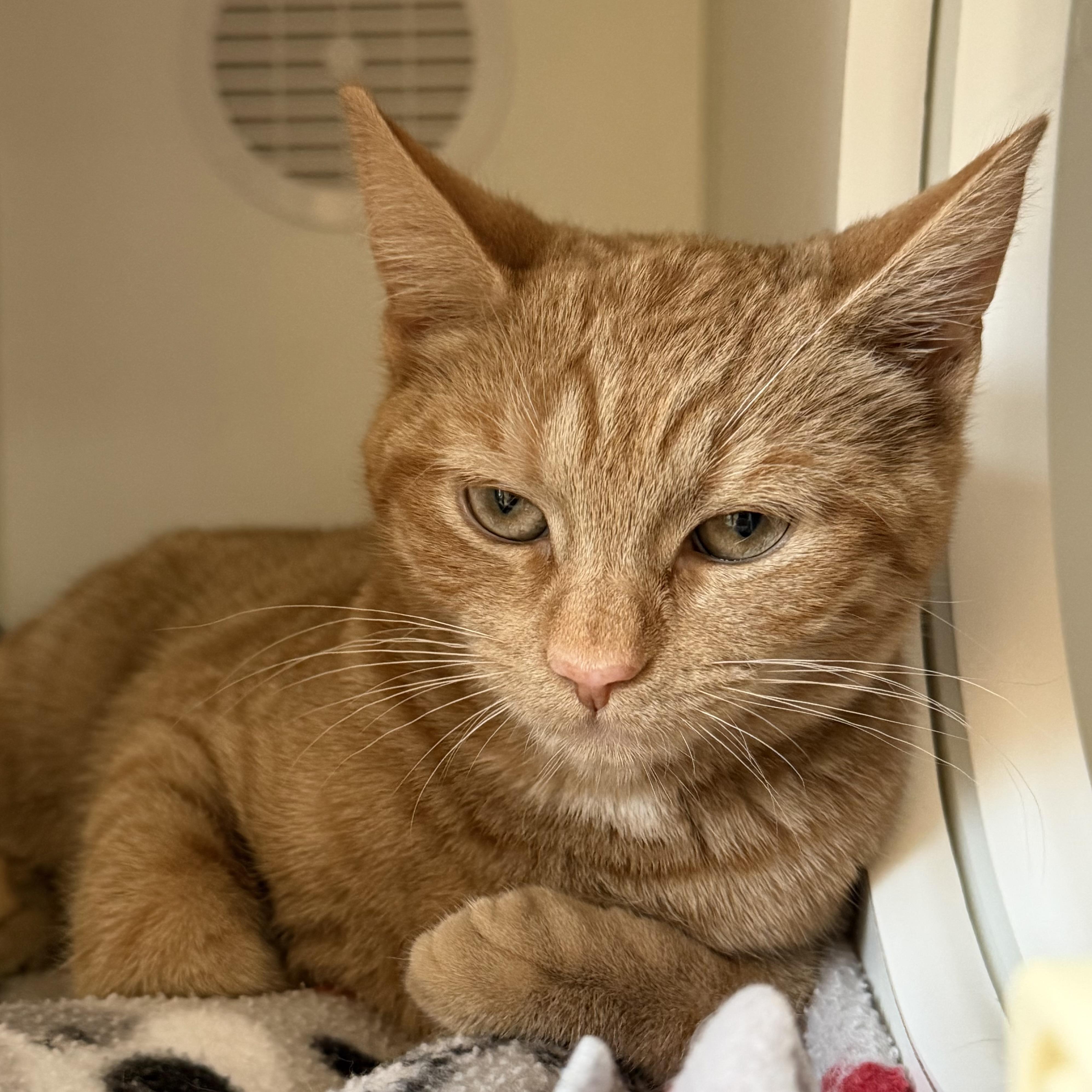 Enlarge Phoenix, an adoptable mixed breed in Libertyville, IL image 2/3