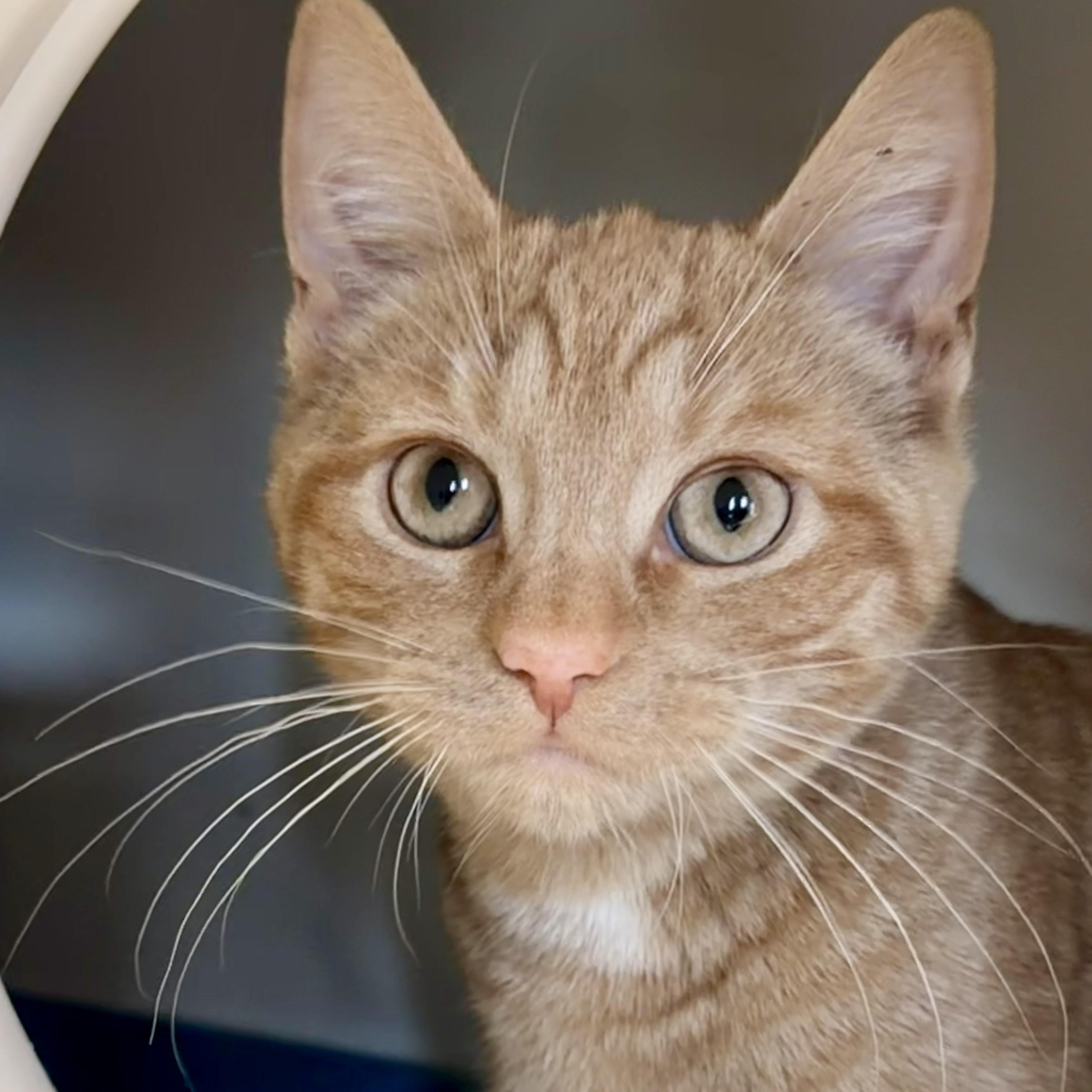 Phoenix, adoptable, Kitten Female Domestic Short Hair.