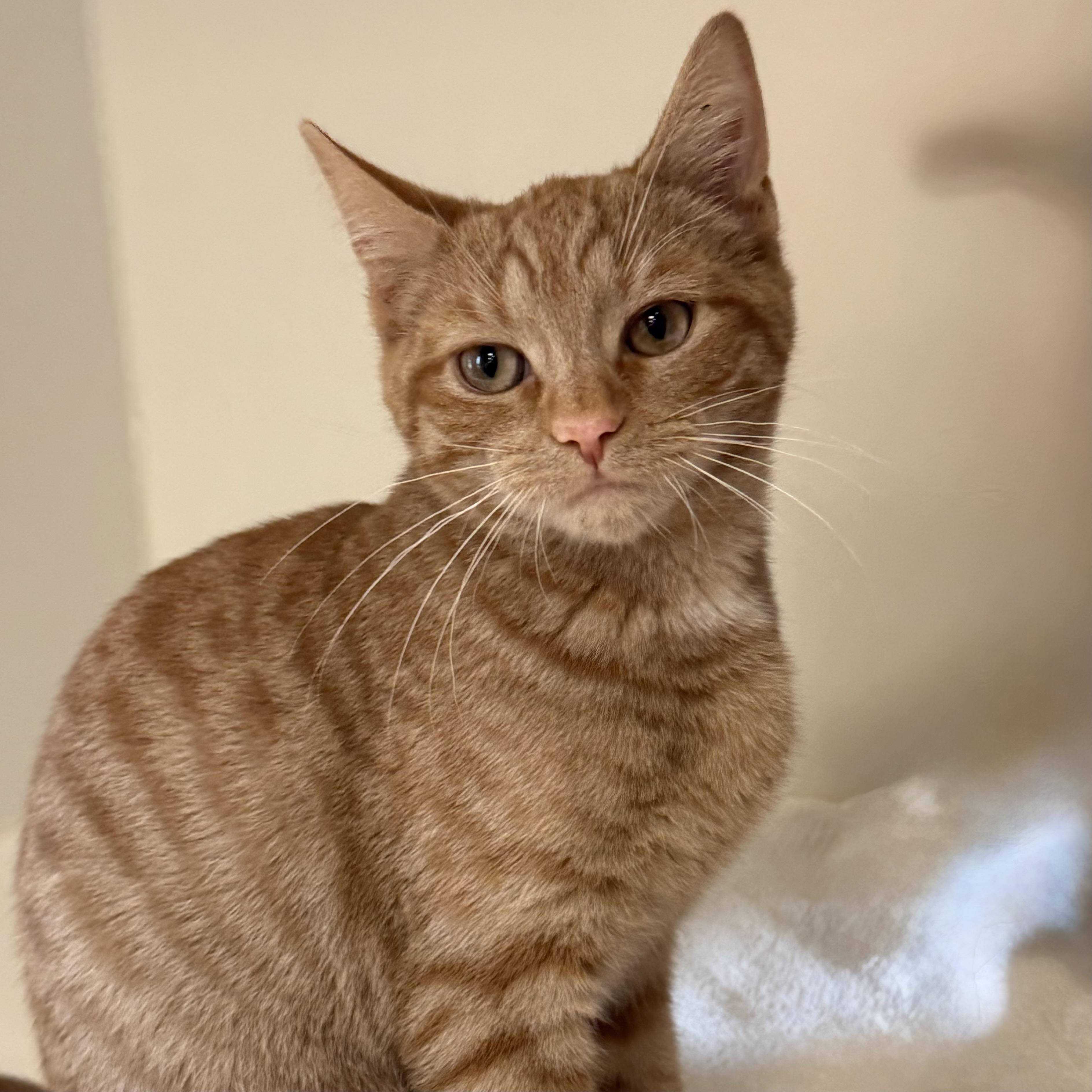 Enlarge Phoenix, an adoptable mixed breed in Libertyville, IL image 3/3