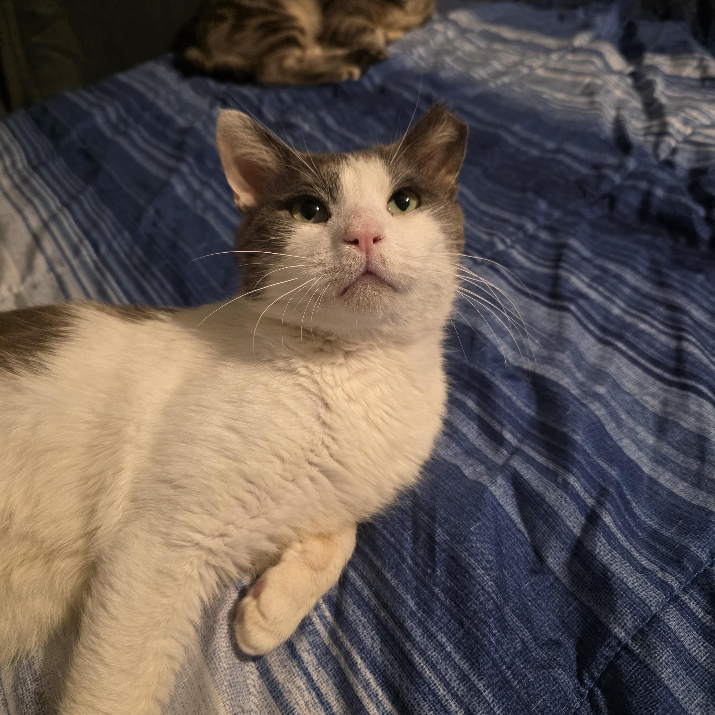 Enlarge Cloud, a ADOPTABLE Domestic Short Hair in Wilmington, NC image 4/6