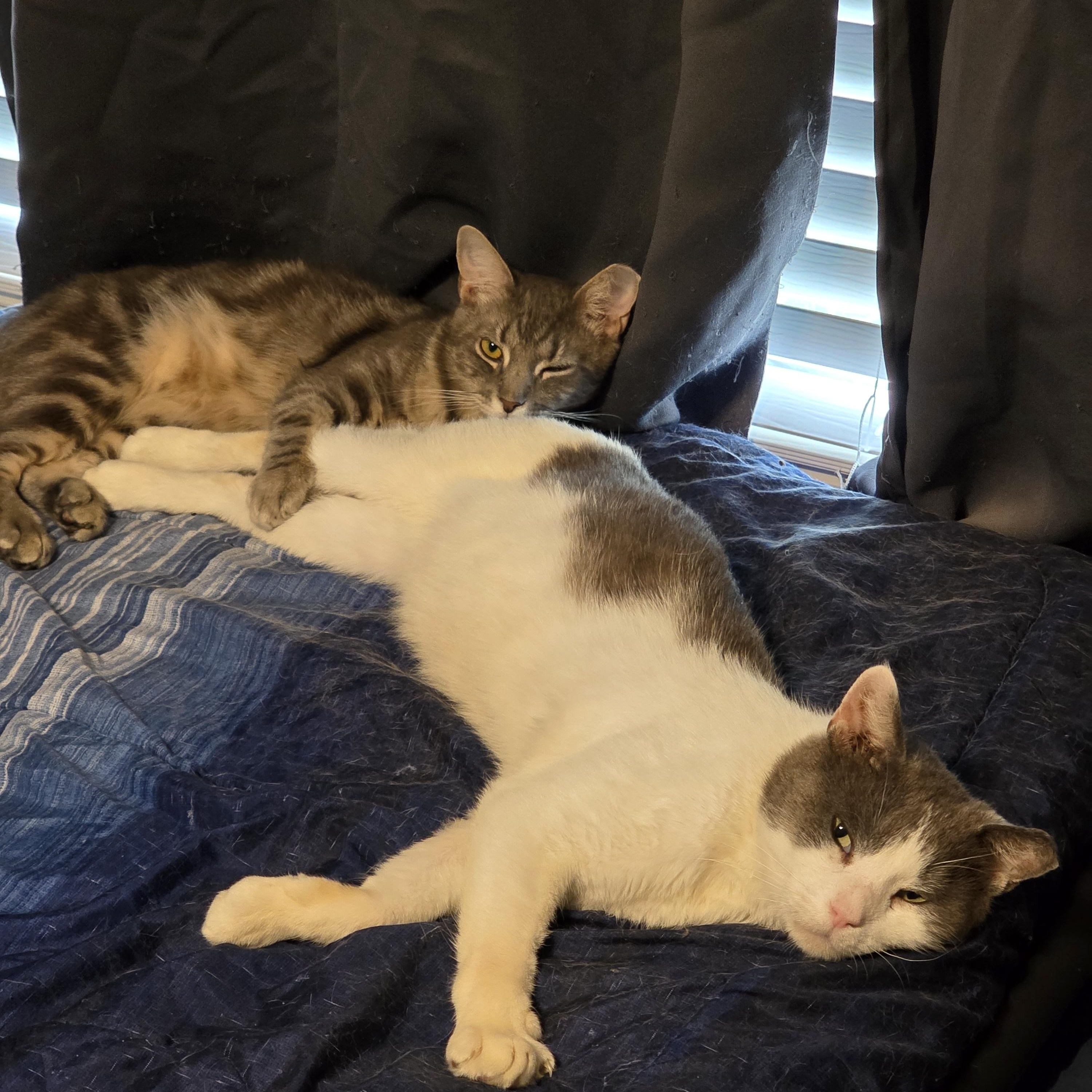 Enlarge Cloud, a ADOPTABLE Domestic Short Hair in Wilmington, NC image 6/6