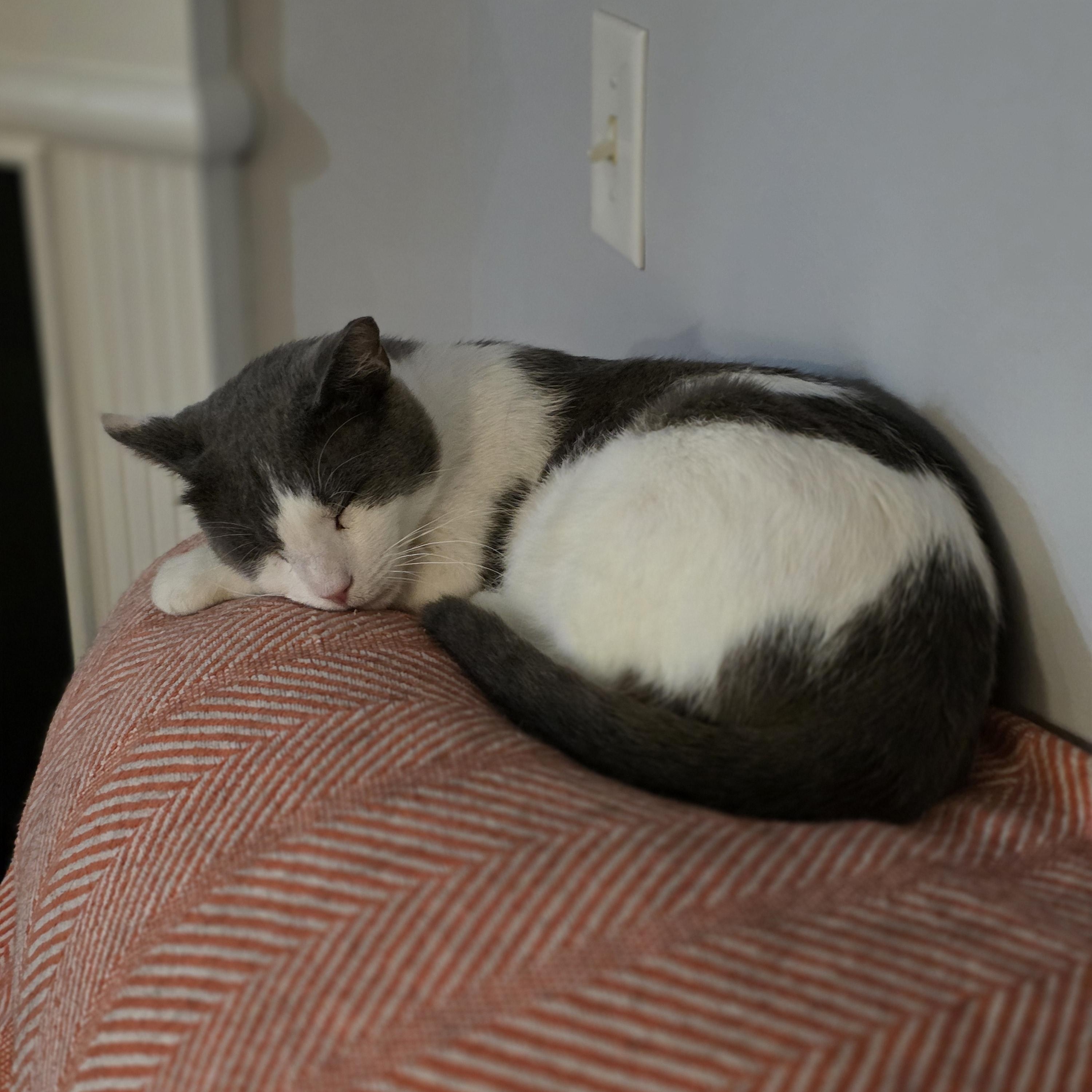 Cloud, adoptable, Young Male Domestic Short Hair.