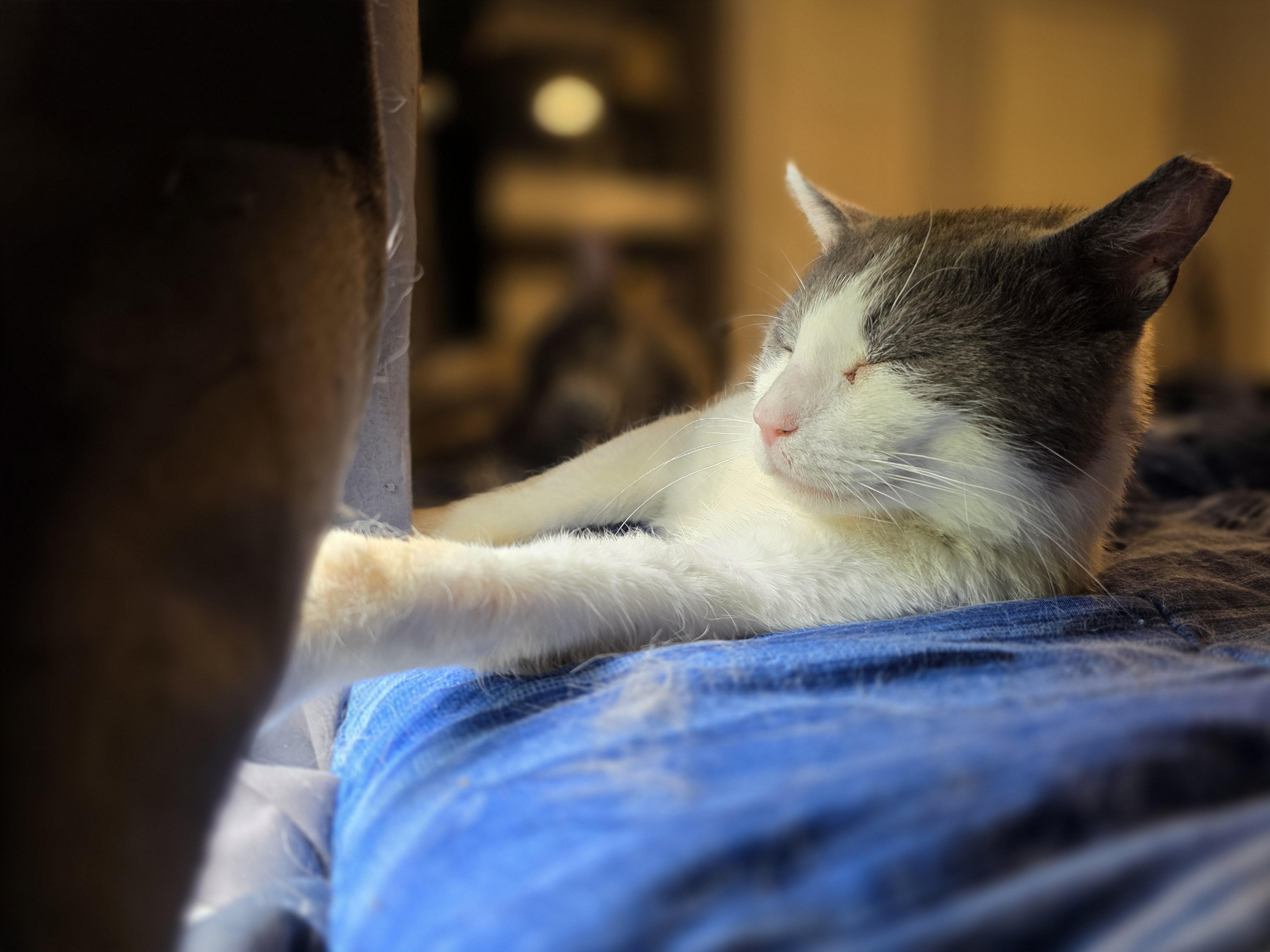 Enlarge Cloud, a ADOPTABLE Domestic Short Hair in Wilmington, NC image 3/6