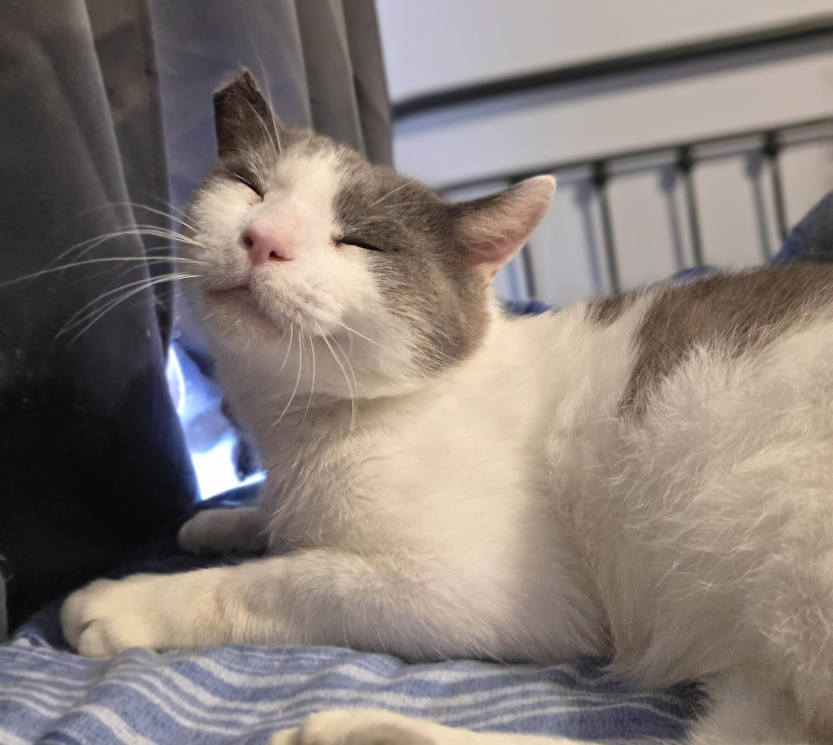 Cloud, ADOPTABLE, Young Male Domestic Short Hair.
