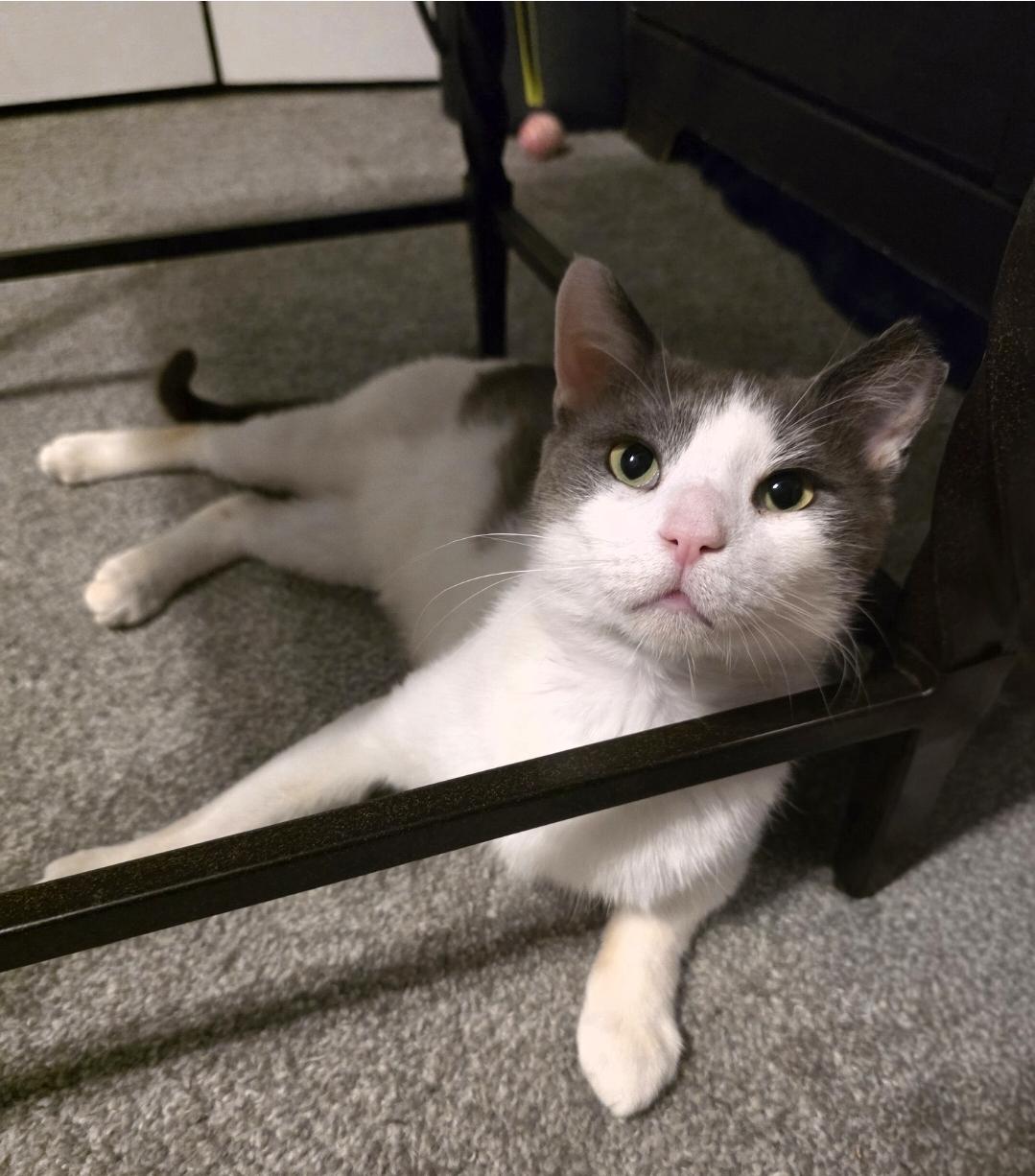 Enlarge Cloud, a ADOPTABLE Domestic Short Hair in Wilmington, NC image 1/6