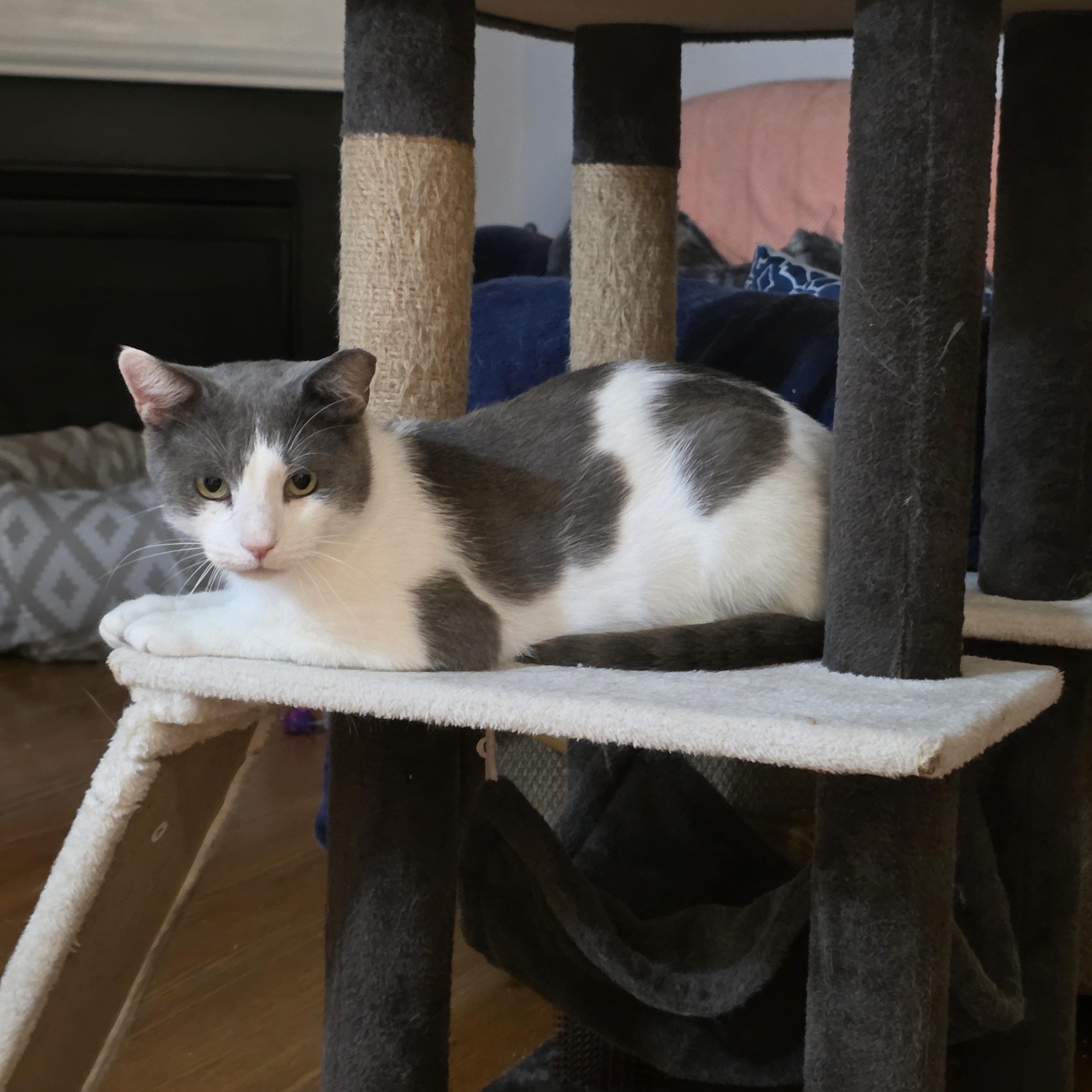 Enlarge Cloud, an adoptable Domestic Short Hair in Wilmington, NC image 2/6