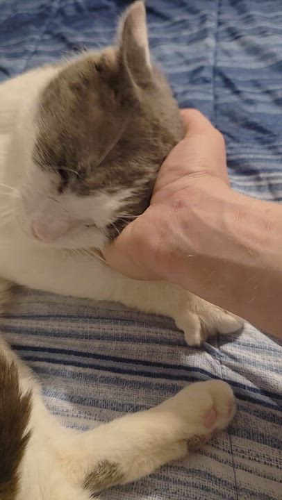 Enlarge Cloud, a ADOPTABLE Domestic Short Hair in Wilmington, NC video 5/6