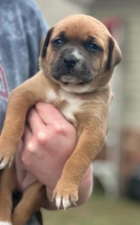 Sally, Adoptable, Puppy Female Staffordshire Bull Terrier & Mixed Breed.